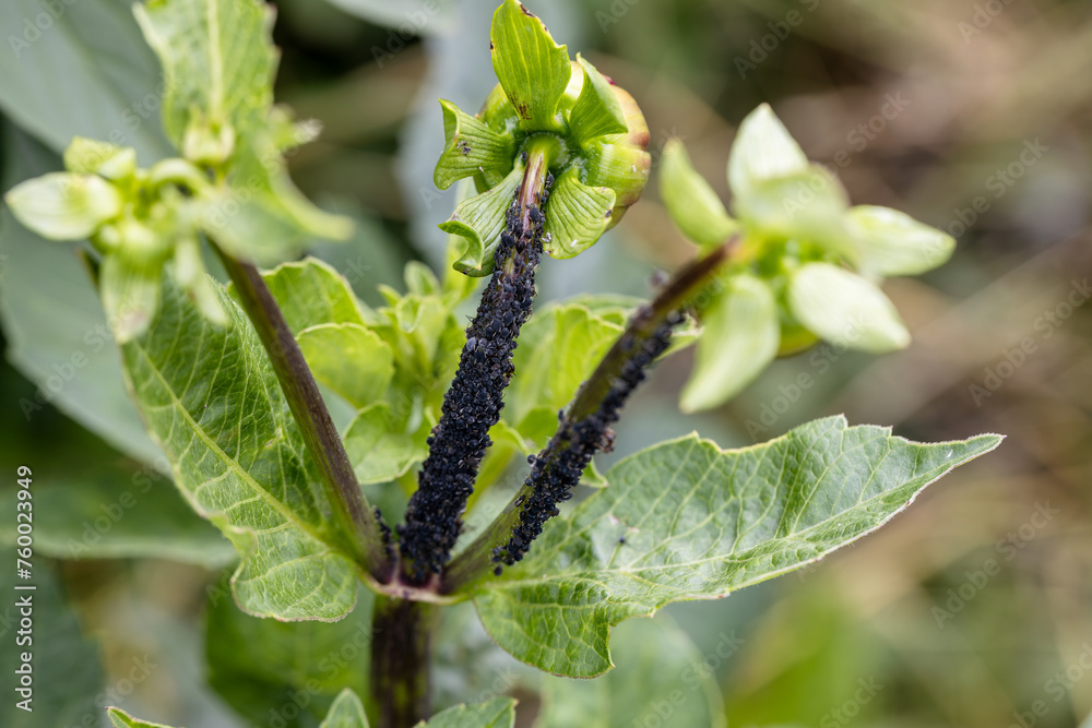 Black bean aphids aphis fabae colony on heavyly infested plant stem Black bean aphids aphis fabae colony on heavyly infested plant stem