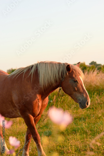 Brown horse in a field in summer
