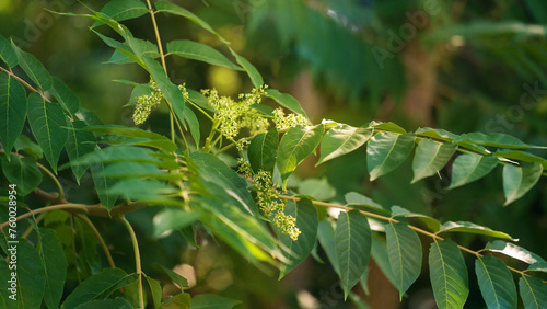 Bloom of  tree of heaven. Ailánthus altíssima, tree of heaven, ailanthus, varnish tree.