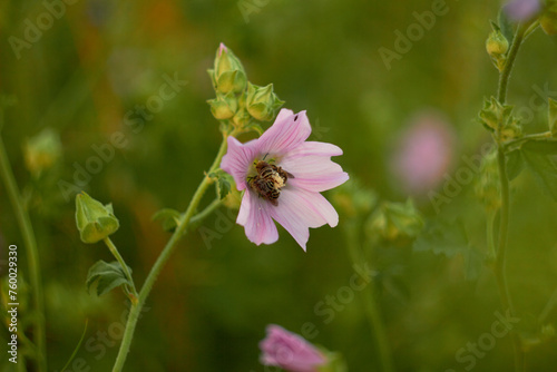 Althea officinalis. Bee on a pink flower in the wild.