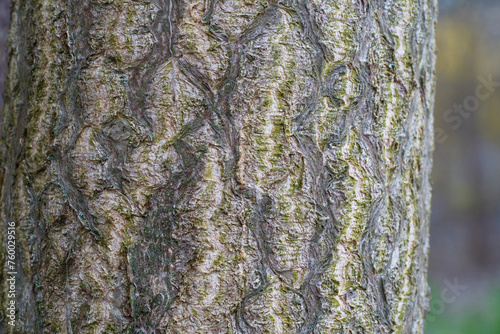Tree trunk. close-up. Ailánthus altíssima, tree of heaven, ailanthus, varnish tree. Place for text