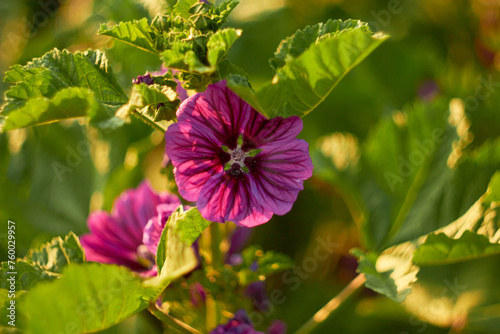 Blooming Moorish mallow. Purple mallow blooms in the garden.
