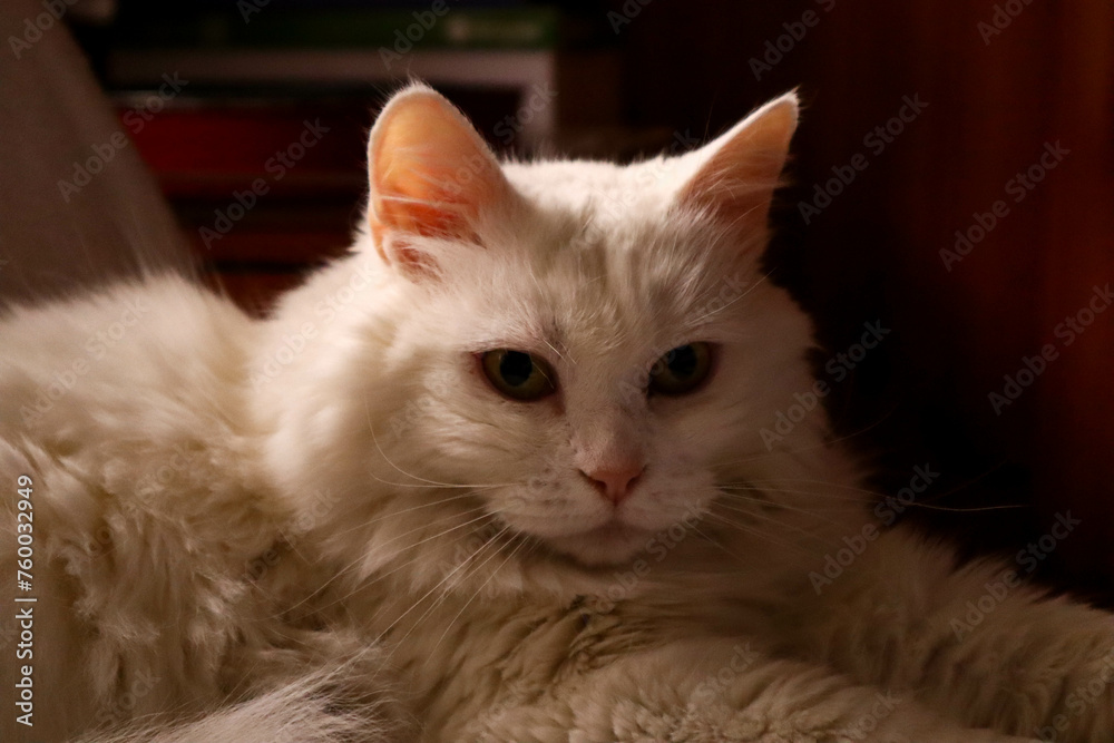 White domestic cat, portrait. Sits against the background of a wooden wall.