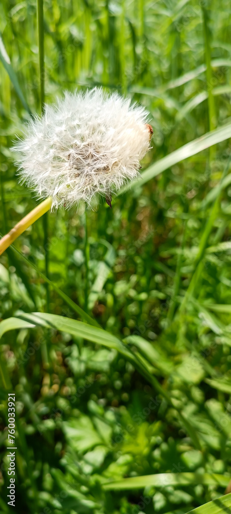 A flowering dandelion (Taraxacum) with its seeds. A flowering dandelion (Taraxacum) with its seeds.