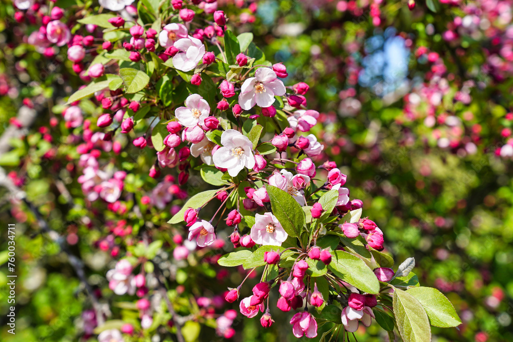 Crabapple blossoms and buds in shades of beautiful rosy pink at Ottawa's Dominion Arboretum Garden in Ottawa,Ontario,Canada Crabapple blossoms and buds in shades of beautiful rosy pink at Ottawa's Dominion Arboretum Garden in Ottawa,Ontario,Canada