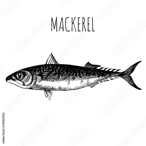 Mackerel, commercial sea fish. Engraving, hand-drawn sketch. Vintage style. Can be used to design menus, fish labels and price tags, presentation of seafood and canned seafood.