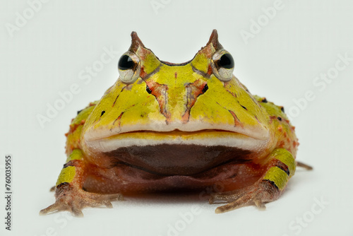 Ceratophrys or Pacman Frog is native to South America.  photo