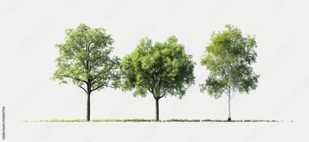 Fototapeta premium tree isolated on white