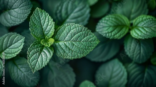 A texture of green leaves in the background