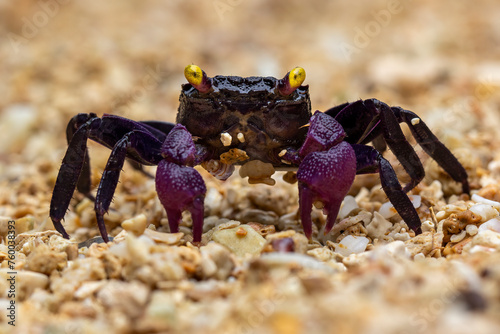 Vampire Crab or Geosesarma Dennerle is native to Java island, Indonesia.