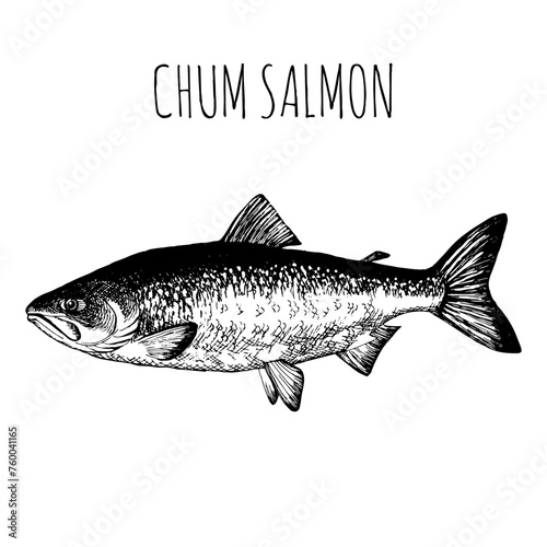 Chum salmon, commercial sea fish. Engraving, hand-drawn sketch. Vintage style. Can be used to design menus, fish labels and price tags, presentation of seafood and canned seafood.