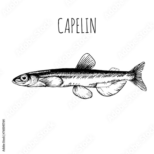 Capelin, commercial sea fish. Engraving, hand-drawn sketch. Vintage style. Can be used to design menus, fish labels and price tags, presentation of seafood and canned seafood.