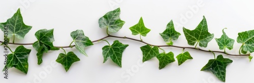 Ivy Branch with Green Leaves, Illustration Isolated on White Background. Generative AI. 