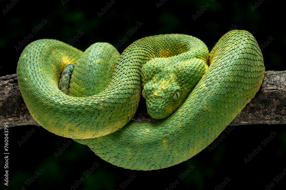 Western Bush Viper or West African Leaf Viper (Atheris clorechis), is a gorgeous viper from West Africa. Western Bush Viper or West African Leaf Viper (Atheris clorechis), is a gorgeous viper from West Africa.