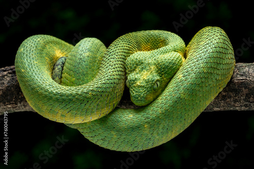 Western Bush Viper or West African Leaf Viper (Atheris clorechis), is a gorgeous viper from West Africa.