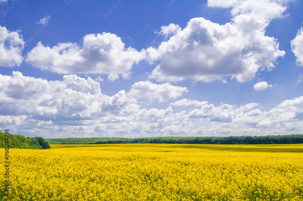 Yellow blooming field of rapeseed and blue sky with clouds