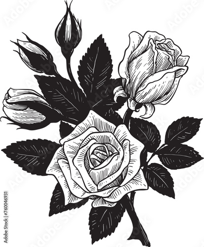 black rose vintage hand drawing engraving style (ID: 760046931)