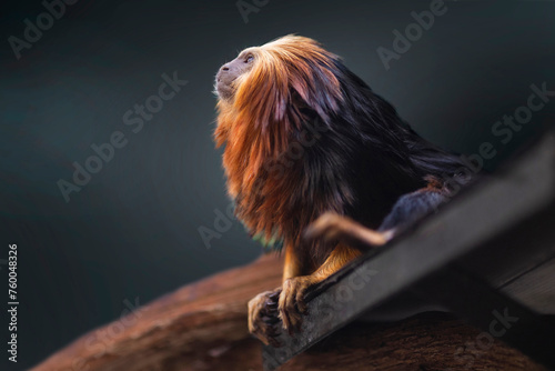 golden headed lion tamarin photo