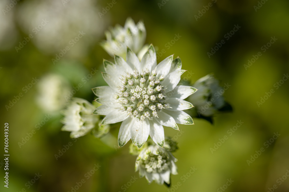 Greater Masterwort - Astrantia major var. involucrata 'Shaggy' Greater Masterwort - Astrantia major var. involucrata 'Shaggy'