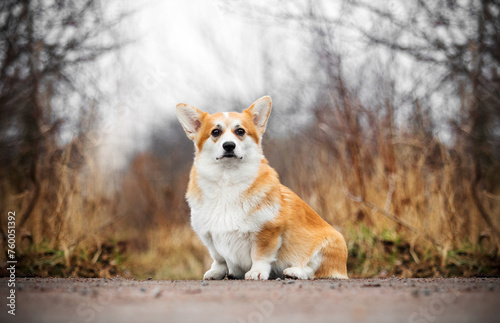 red corgi dog sitting on a path in the forest