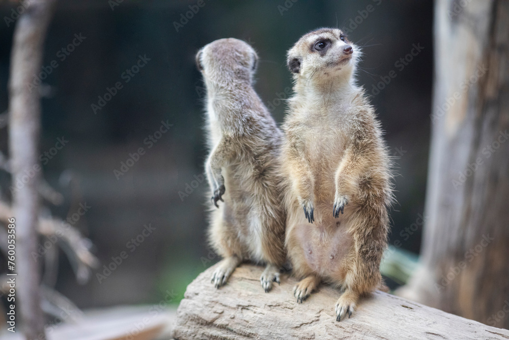 Fototapeta premium Meerkats