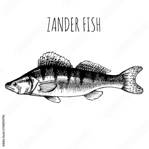 Zander, pikeperch, commercial sea fish. Engraving, hand-drawn sketch. Vintage style. Can be used to design menus, fish labels and price tags, presentation of seafood and canned seafood.