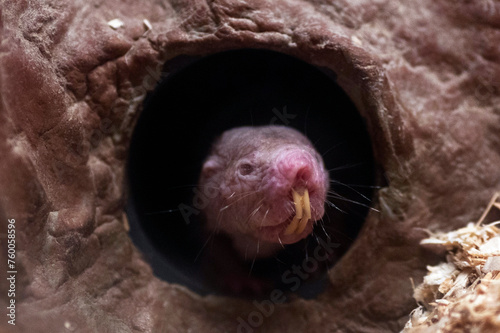 Naked mole rat photo