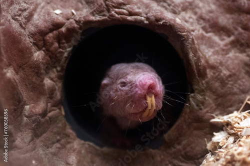 Naked mole rat