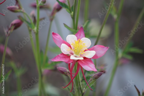 Aquilegia coerulea, the Colorado blue columbine, is a species of flowering plant in the buttercup family Ranunculaceae, photo