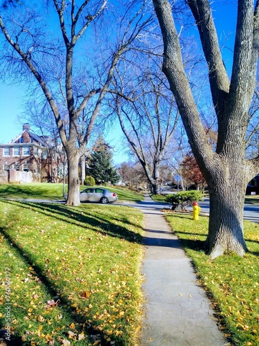 Trees and Sidewalk