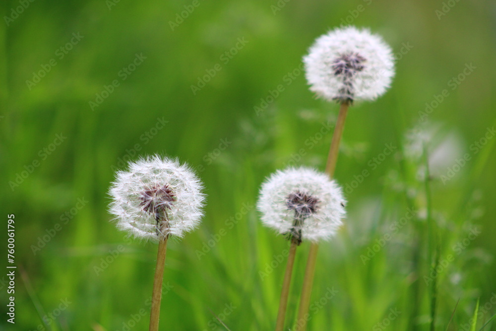 Dandelion flower on green background. Taraxacum