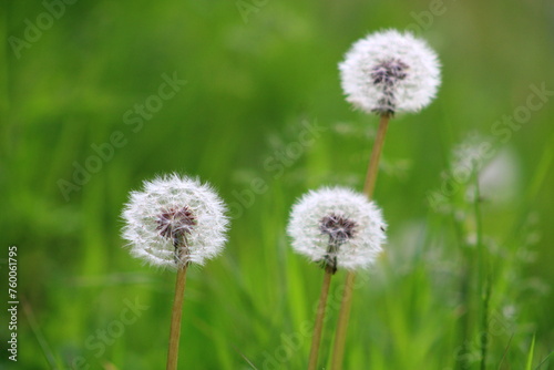 Dandelion flower on green background. Taraxacum © Abdulkadir