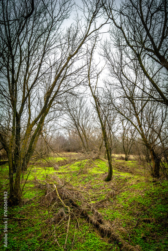 bare trees covered with moss in an autumn forest with green grass bare trees covered with moss in an autumn forest with green grass