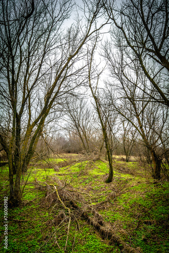 bare trees covered with moss in an autumn forest with green grass