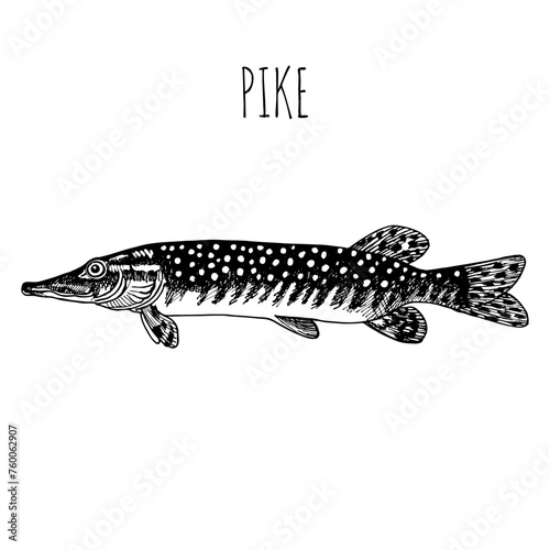 Pike, commercial sea fish. Engraving, hand-drawn sketch. Vintage style. Can be used to design menus, fish labels and price tags, presentation of seafood and canned seafood.
