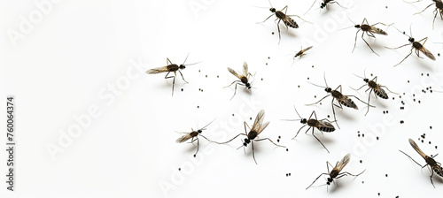 A swarm of mosquitoes isolated on white background photo