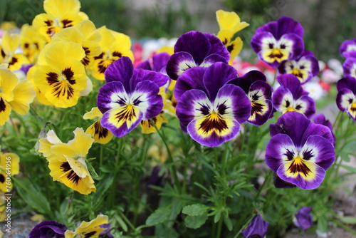 Viola tricolor is a common European wild flower  growing as an annual or short lived perennial.