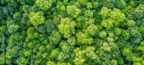 Aerial top view of green trees in forest. Drone view of dense green tree captures CO2. Green tree nature background for carbon neutrality and net zero emissions concept. Sustainable green environment © Maykon