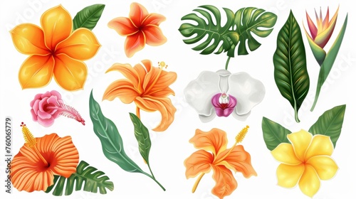 Modern design isolated elements on a white background of tropical flowers.