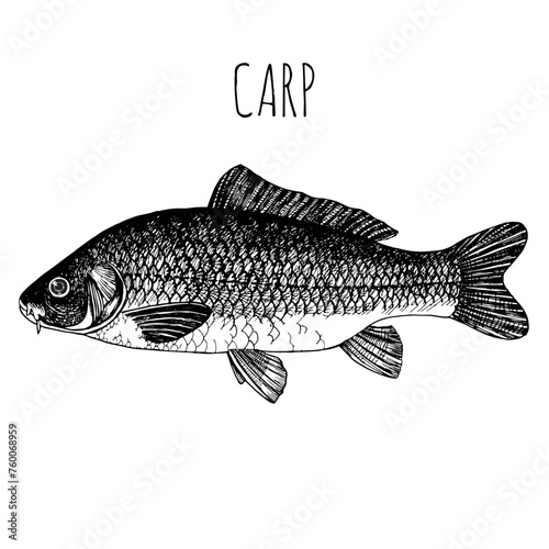 Carp, commercial sea fish. Engraving, hand-drawn sketch. Vintage style. Can be used to design menus, fish labels and price tags, presentation of seafood and canned seafood.