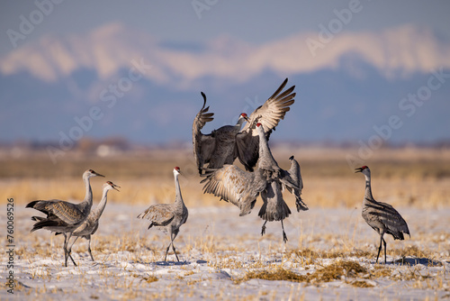 Adult Sandhill Cranes - grus canadensis - performing courting dance during spring migration Monte Vista National Wildlife Refuge Monte Vista, Colorado