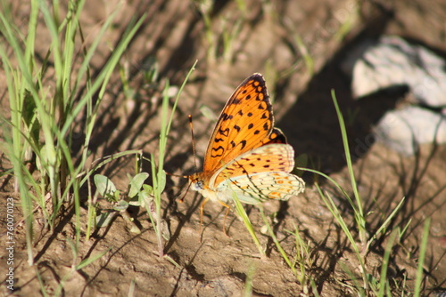 The Niobe fritillary (Fabriciana niobe) is a species of butterfly in the family Nymphalidae. photo
