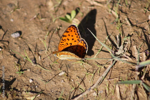 The Niobe fritillary (Fabriciana niobe) is a species of butterfly in the family Nymphalidae. photo