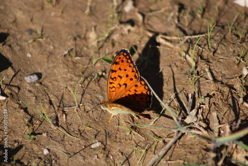 The Niobe fritillary (Fabriciana niobe) is a species of butterfly in the family Nymphalidae. photo