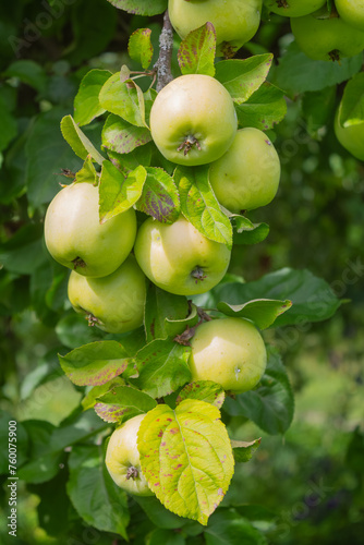 Closeup of green apples on a branch