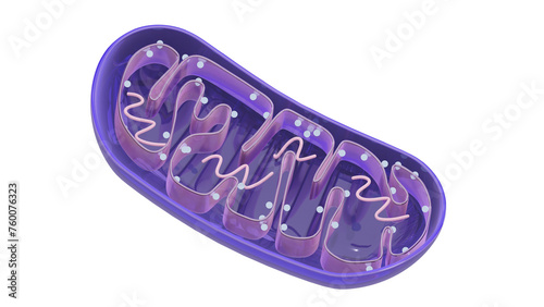 Fototapeta Naklejka Na Ścianę i Meble -  Mitochondria internal structure 3d rendered icon isolated on transparent background