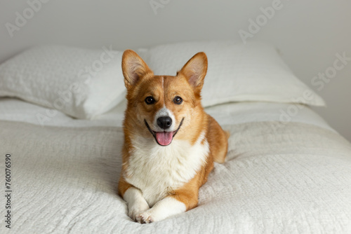 Selective focus horizontal view of red Pembroke Welsh Corgi staring intently while lying down on bed 