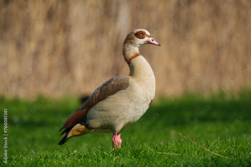 Egyptian goose. Birds in the wild. Flying and waterfowl species of birds. Photo for wallpaper or background. Egyptian goose. Birds in the wild. Flying and waterfowl species of birds. Photo for wallpaper or background.