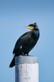 Great black cormorants. Fishing bird. Birds in the wild. Flying and waterfowl species of birds. Photo for wallpaper or background.