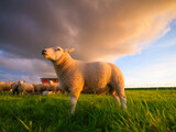 Sheep in a meadow during a bright sunset. Agriculture. Animals on the farm. Food production. Wallpaper and background.